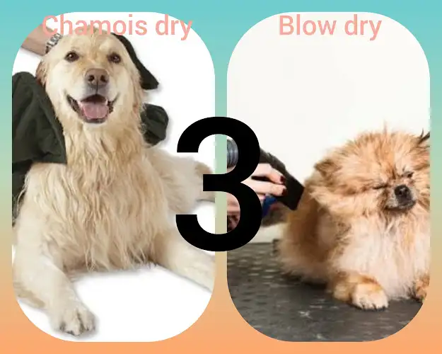 Salon Doggo - Pet Groomer in Murrumba Downs