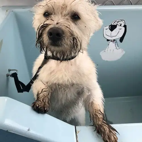 Salty Pawz Pet Grooming - Pet Groomer in Bracalba