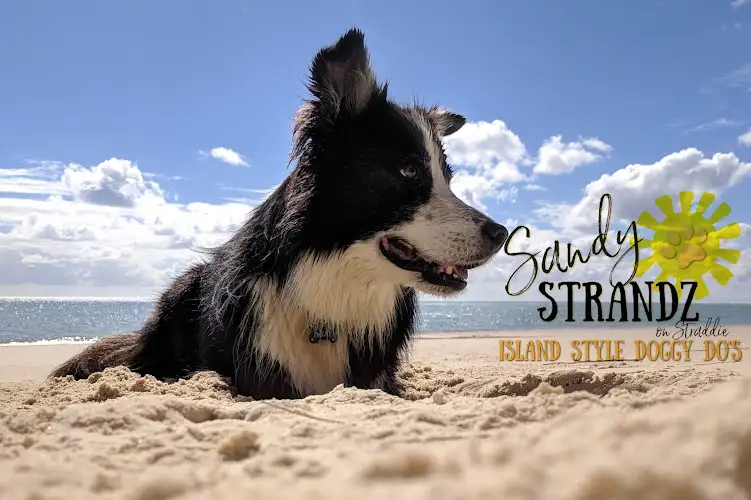 Sandy Strandz - Pet Groomer in Point Lookout