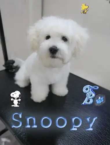 Sapphire Blues Pet Companions - Pet Groomer in Annerley