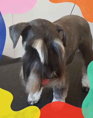 Scissor 'N' Strip Canine Grooming Salon - Pet Groomer in Rockville