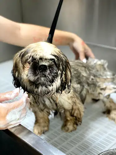 Scooter Booters Grooming - Pet Groomer in Dalby