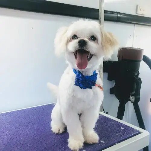 Scruff To Fluff Mobile Grooming - Pet Groomer in Aratula