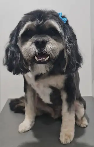 Scruffo's Dog Grooming - Pet Groomer in Tanawha