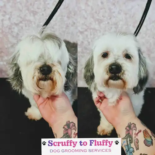 Scruffy To Fluffy Dog Grooming Townsville - Pet Groomer in Kirwan
