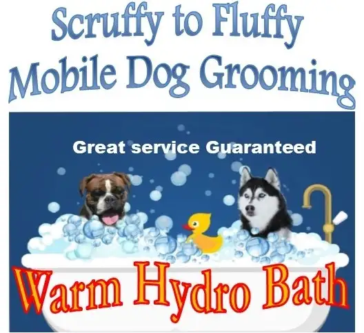 Scruffy To Fluffy Mobile Dog Grooming - Pet Groomer in Longreach
