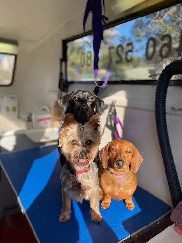 Shampooch Mobile Dog Grooming - Pet Groomer in Emerton