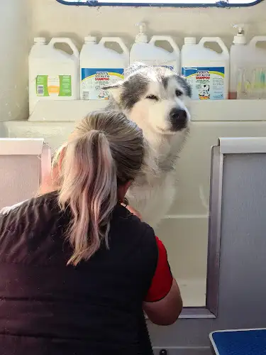 Shampooch Pet Grooming - Pet Groomer in Greenway