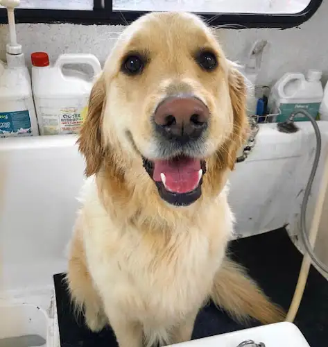 Shampooches Mobile Salon - Pet Groomer in Ermington