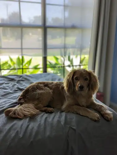 Sheridans Dog Grooming - Pet Groomer in Seven Hills