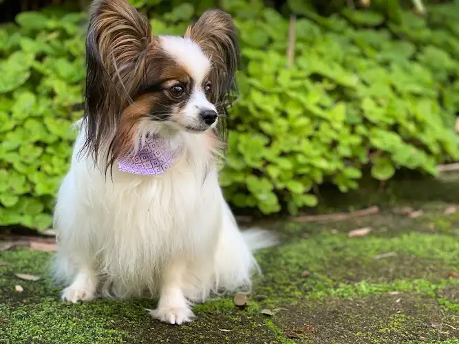 Shire Mobile Dog Wash - Pet Groomer in Engadine