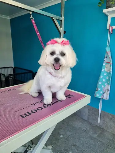 Short Bark N Sides Pet Boutique - Pet Groomer in Gympie