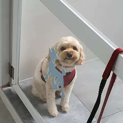 Showseason - Pet Groomer in Mortlake