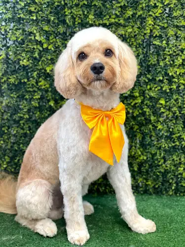 Simply Bliss Dog Grooming - Pet Groomer in Strathpine