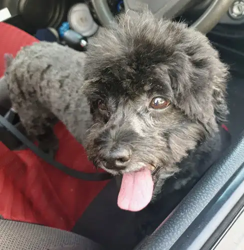 Sinbad Discount Grooming Salon - Pet Groomer in Chipping Norton