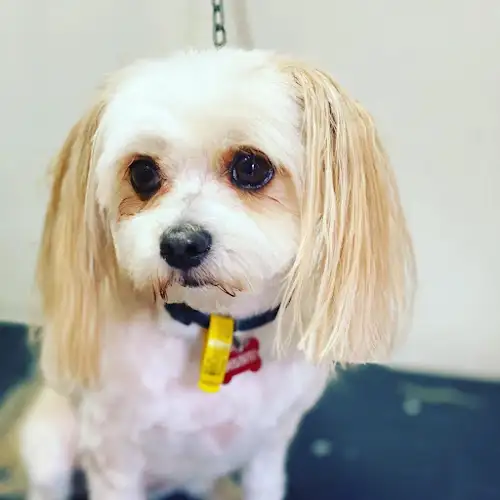 Skruffs Dog Grooming - Pet Groomer in Pacific Pines