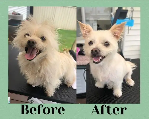 Slippery Paws Dog Wash - Pet Groomer in Emu Heights