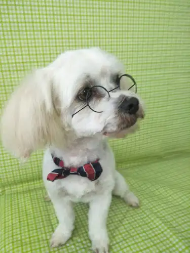 Snippittys - Pet Groomer in Manoora