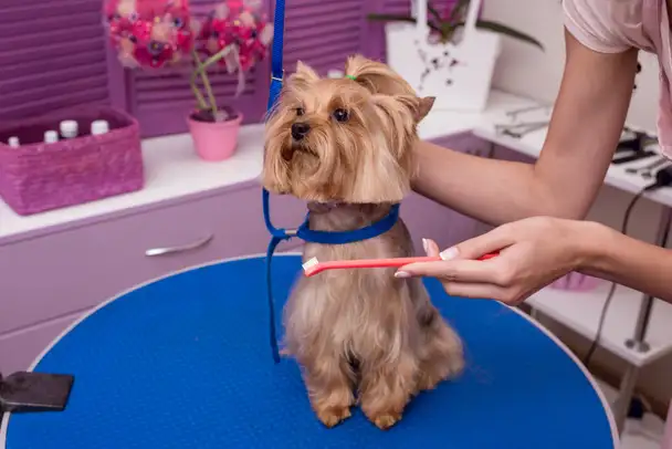 Snippity Clips - Pet Groomer in Terrigal