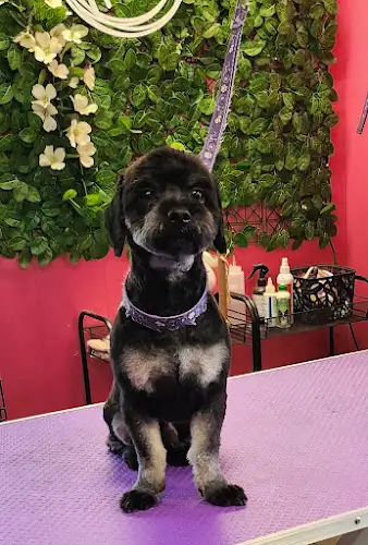 Snout2tail - Pet Groomer in North Booval