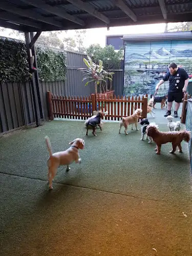 Spoilt Rotten Dogs - Pet Groomer in Lilyfield