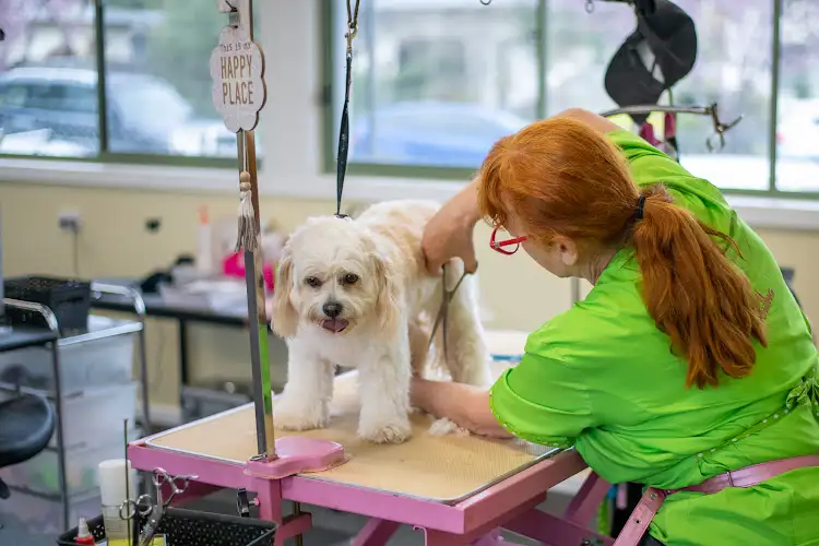 Spot And Fluff Grooming - Pet Groomer in Bairnsdale
