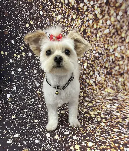 Star Paws Grooming Salon - Pet Groomer in Fairy Meadow