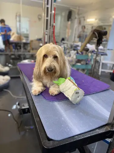 STAR PAWS GROOMING STUDIO - Pet Groomer in Petersham