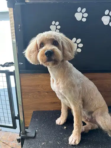 Sterling’s Dog Grooming - Pet Groomer in Engadine