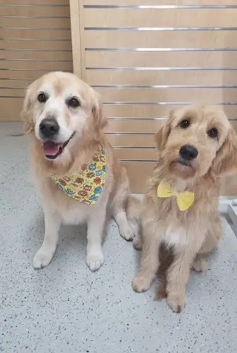 Struttin' Paws - Pet Groomer in Kirwan