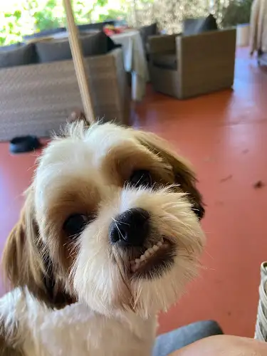 Stylin’ Hounds Boutique - Pet Groomer in Pialba