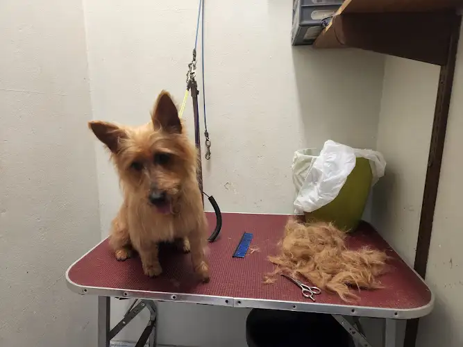 Sue's Pet Grooming - Pet Groomer in Woodroffe