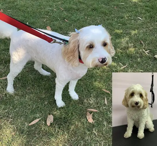 Sunday’s Oodle Ranch & Grooming - Pet Groomer in Algester
