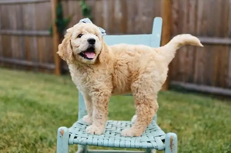 Sunny Paws Dog Grooming - Pet Groomer in Doonan