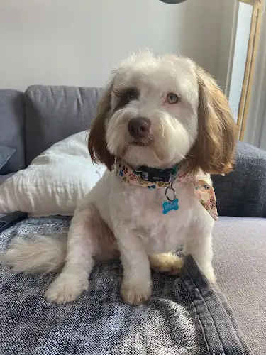 Super Amigos - Pet Groomer in Darling Point