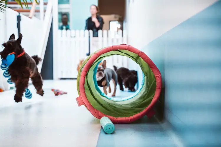 SYDNEY DOG CLUB PTY LTD - Pet Groomer in Paddington