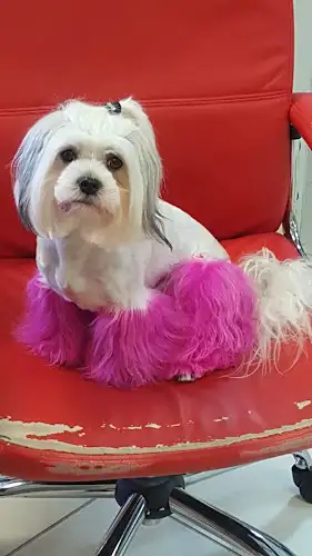 Tailored Paws - Pet Groomer in Kenmore