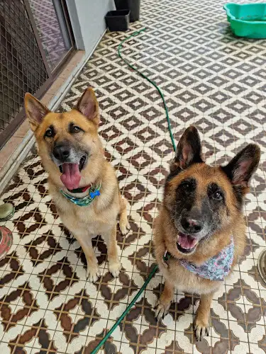 Taleah’s Pet Grooming - Pet Groomer in Alexandra Hills