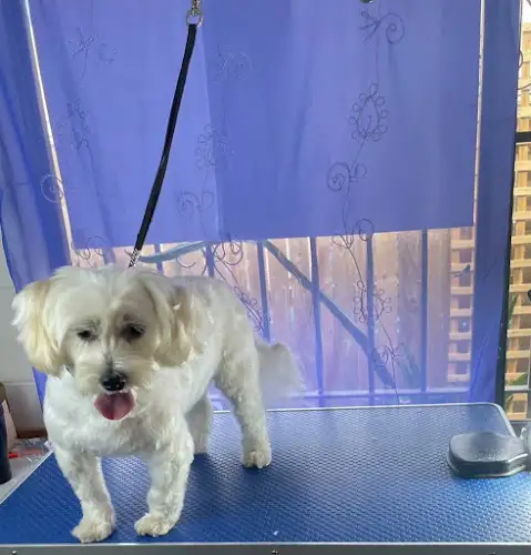 Talk To The Paw - Pet Groomer in Gordonvale