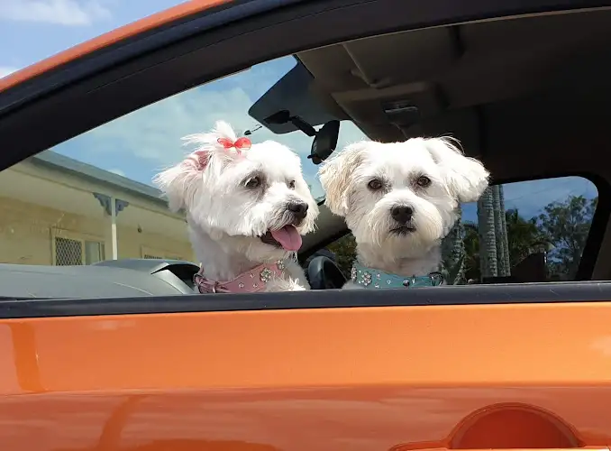 Tender Touch Dog Grooming - Pet Groomer in Scarness