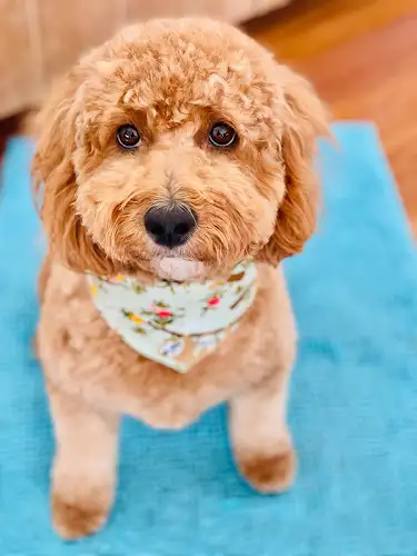 The Barkery Grooming Parlour - Pet Groomer in Mitchelton