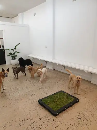 The Canine Collective - Pet Groomer in Narraweena