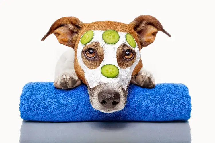 The Canine Spa - Pet Groomer in Black Mountain