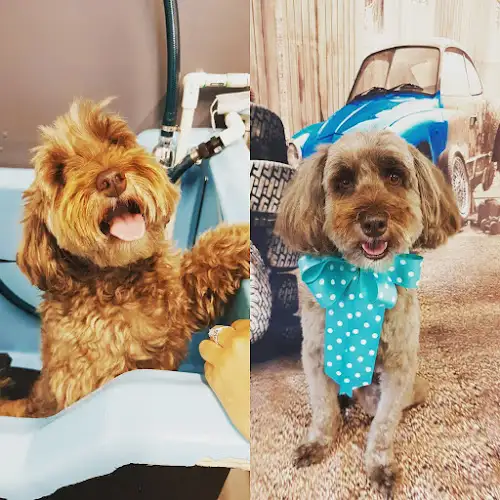 The Dog Boutique - Pet Groomer in Westlake