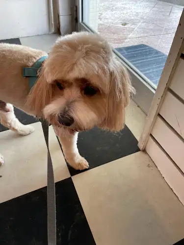 The Dog Den - Pet Groomer in Morningside