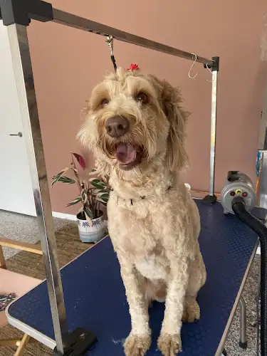 The Dog Groom Haven - Pet Groomer in Birkdale