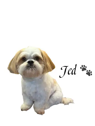 The Dog Groomer - Pet Groomer in Bargo