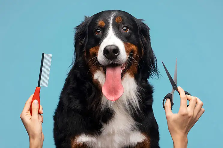 The Dog Grooming Van - Pet Groomer in Denham Court