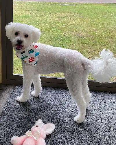 The Dog Shack - Pet Groomer in Currimundi