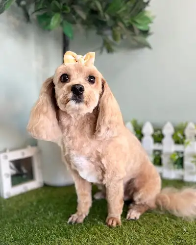 The DOGroom - Pet Groomer in Turvey Park